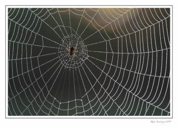 spder n web with dew.jpg